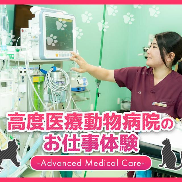 ＴＣＡ東京ＥＣＯ動物海洋専門学校 高度医療動物病院のお仕事体験1