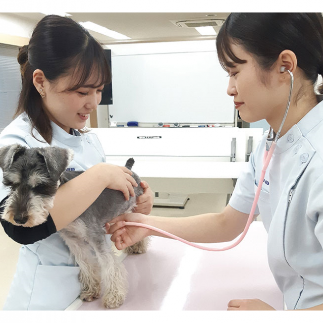 大阪ビジネスカレッジ専門学校 動物看護師のお仕事体験1
