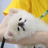 犬博士になろう！の詳細