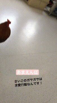 OCカメラサムネイル画像