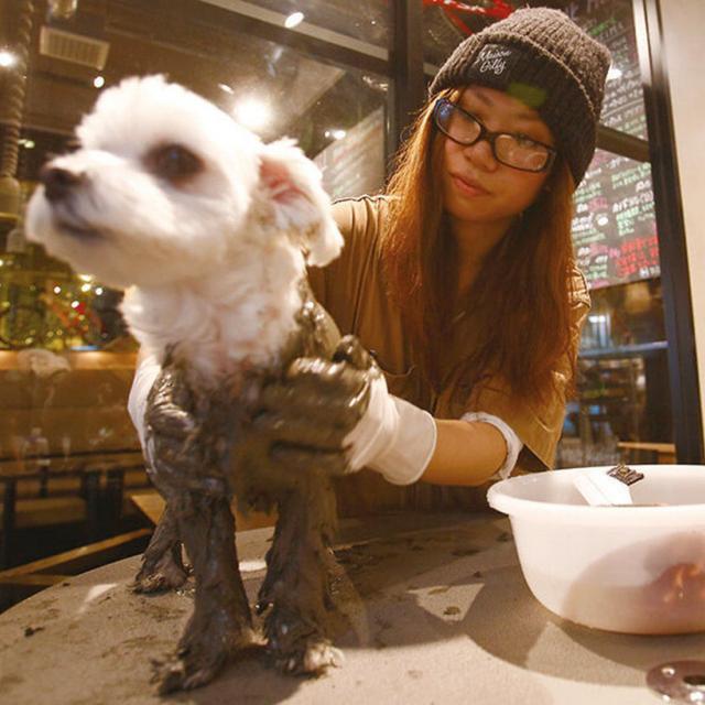 大阪ECO動物海洋専門学校 ペットエステティシャン体験!<泥パック>1