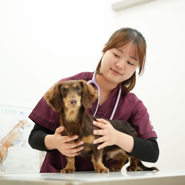 高崎動物専門学校 【動物看護】愛玩動物看護師の神業「保定」について知ろう！1