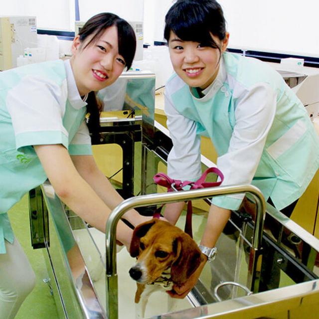 大阪ECO動物海洋専門学校 ワンちゃんの看護師さん体験1