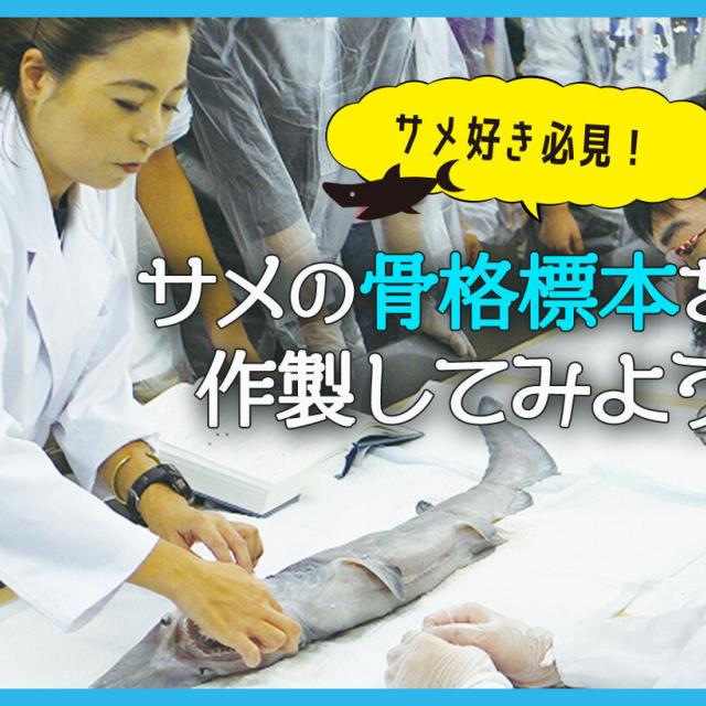 ＴＣＡ東京ＥＣＯ動物海洋専門学校 サメ好き必見！サメの骨格標本を作成してみよう1