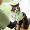 専門学校ビジョナリーアーツ ニャンコのトータルケア
