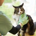 専門学校ビジョナリーアーツ ニャンコのトータルケア