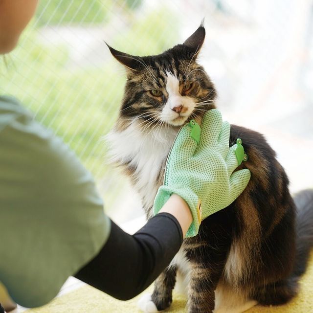 専門学校ビジョナリーアーツ ニャンコのトータルケア1