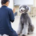 専門学校ビジョナリーアーツ 大型犬トレーニングに挑戦！