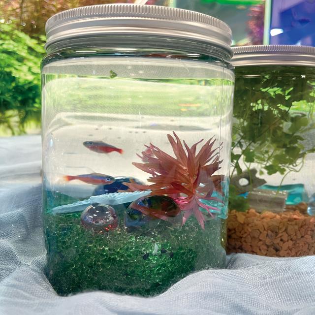 専門学校　福岡ビジョナリーアーツ 【ペット】ボトルアクアリウムを作ろう！クリスマスver1