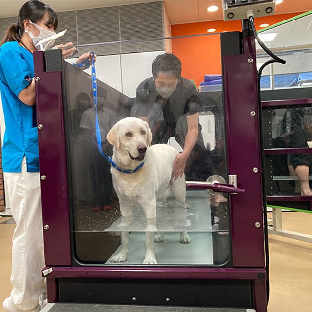 ヤマザキ動物看護専門職短期大学 オープンキャンパス4