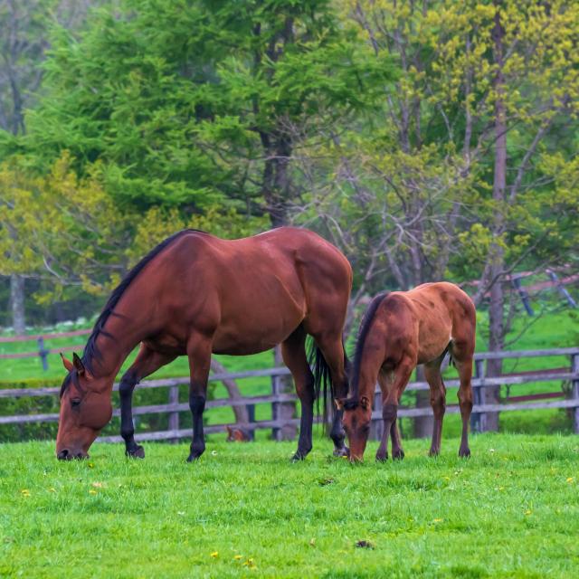 東京環境工科専門学校 『知られざるウマのあれこれ』体験授業を同時開催！3