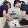 専門学校 東京ビジネス・アカデミー 【トリマー体験】ワンちゃんのシャンプー体験