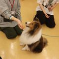 専門学校　ちば愛犬動物フラワー学園 【ドッグトレーナー】トレーニングの基本姿勢に挑戦♪