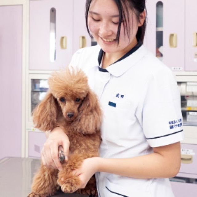 国際ペット総合専門学校 動物看護師学科　アロマでリラックス！ホリスティックケア体験3