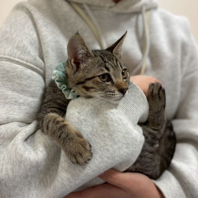 吉田学園動物看護専門学校 【猫好き必見！】保護猫団体から猫ちゃんがやってくる！1
