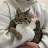 吉田学園動物看護専門学校 【猫好き必見！】保護猫団体から猫ちゃんがやってくる！1
