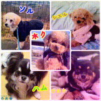 OCカメラサムネイル画像