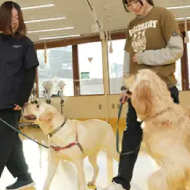 専門学校ビジョナリーアーツ 大型犬のトレーニング体験1