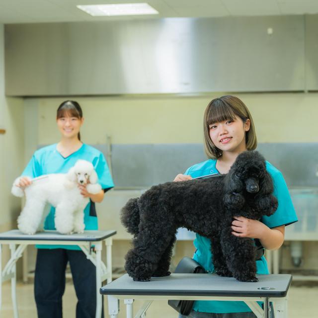 河原アイペットワールド専門学校 JKCトリマーライセンス合格率100％！トリマー学科！3