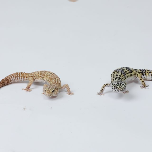 ＫＢＣペットワールド専門学校 「スキ」を仕事にしよう！オープンキャンパス1