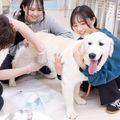 北海道どうぶつ・医療専門学校 【愛玩動物看護学科】学内動物病院でわんこのエコー検査