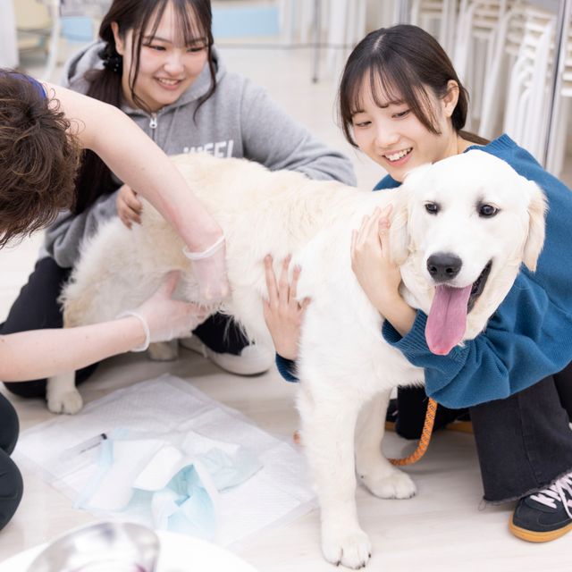 北海道どうぶつ・医療専門学校 【愛玩動物看護学科】学内動物病院でわんこのエコー検査1