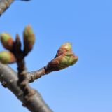 『冬から春にかけての植物にまつわるお話』体験授業を同時開催！の詳細