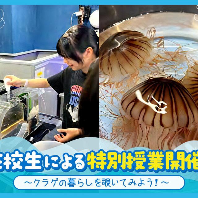ＴＣＡ東京ＥＣＯ動物海洋専門学校 在校生による特別授業開催！～クラゲの暮らしを覗いてみよう！～1