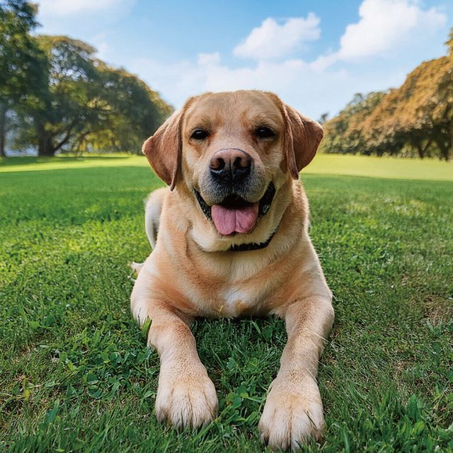 愛知ペット専門学校 ドッグトレーナーお仕事体験　大型犬訓練ＳＰ4