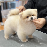 トリマーのおシゴト体験♪の詳細