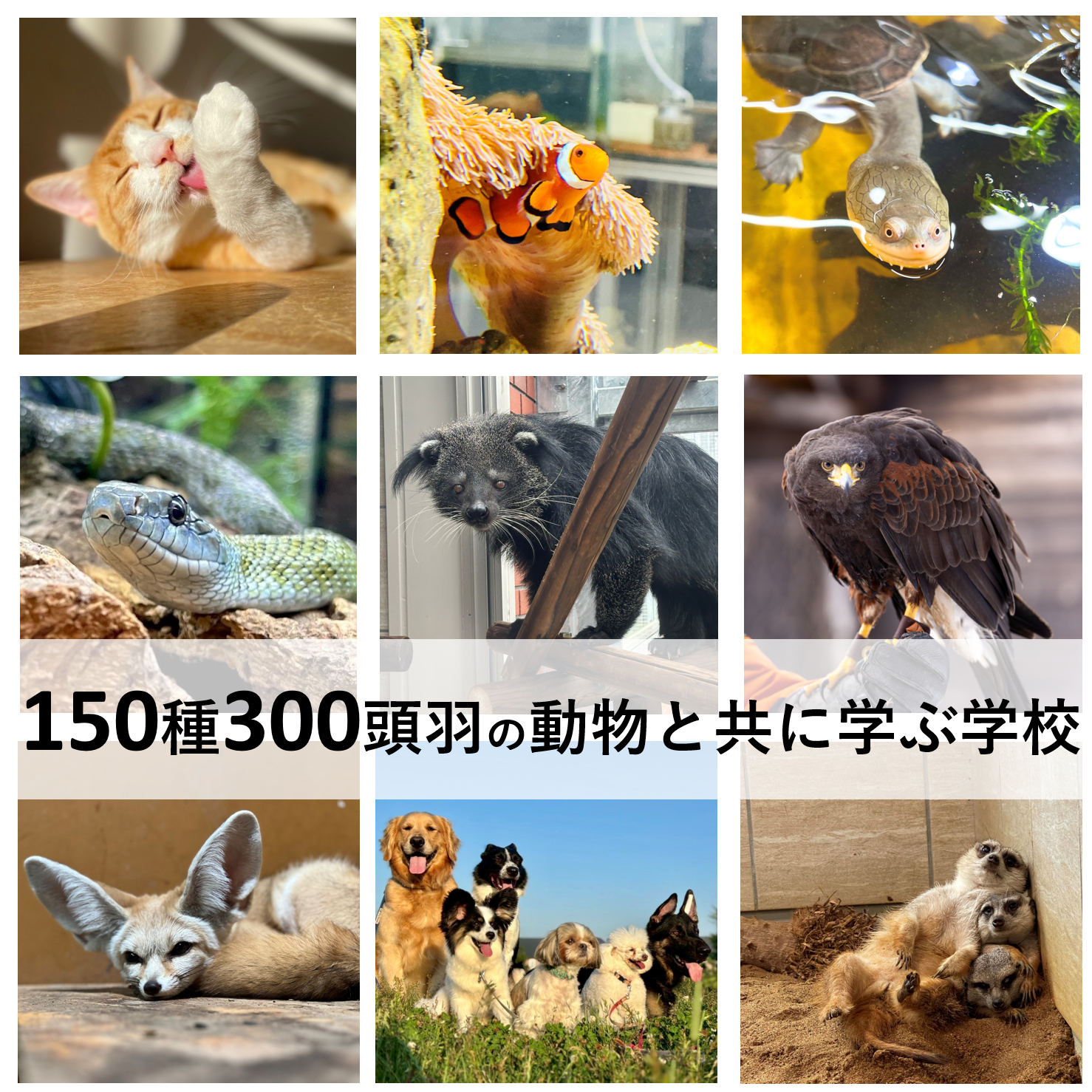 北海道 エコ 動物 自然 専門 学校