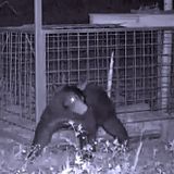 『センサーカメラから見た野生動物の生態』体験授業を同時開催！の詳細