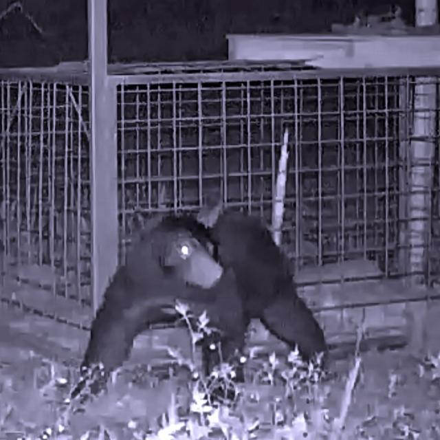 東京環境工科専門学校 『センサーカメラから見た野生動物の生態』体験授業を同時開催！1