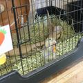 専門学校　ちば愛犬動物フラワー学園 【動物飼育】動物の魅力を発信しよう！動物の撮影＆POP作り★
