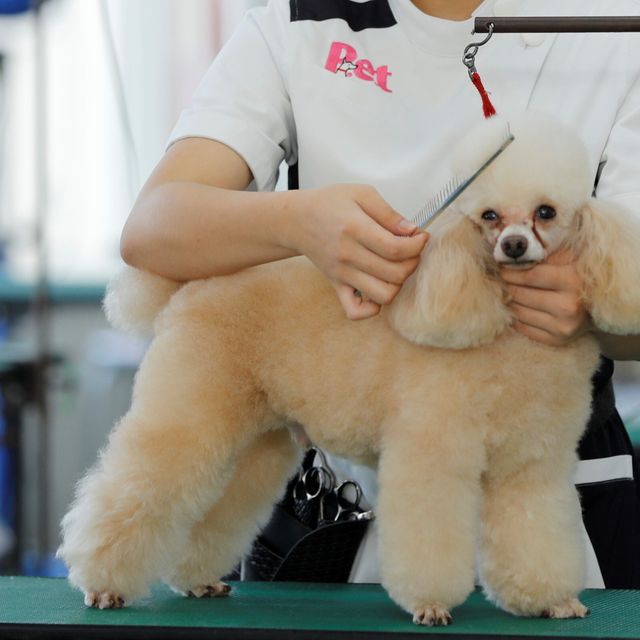 ＫＢＣペットワールド専門学校 「スキ」を仕事にしよう！オープンキャンパス3