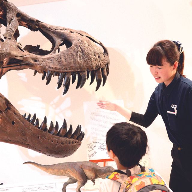 ＴＣＡ東京ＥＣＯ動物海洋専門学校 【特別メニュー】博物館のお仕事体験1