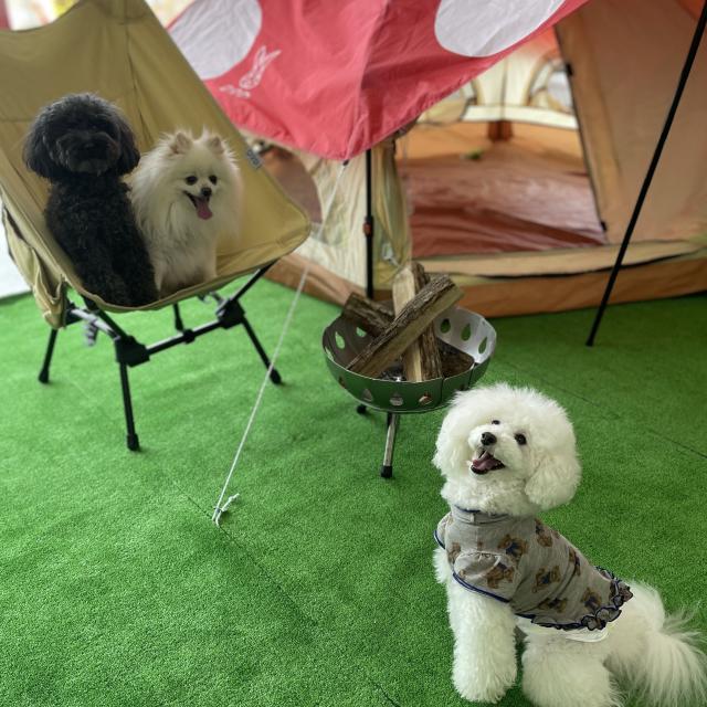 愛犬美容看護専門学校 2026【保護者も大歓迎】個別保護者面談で不安・心配解消！2