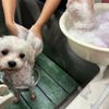 専門学校　ちば愛犬動物フラワー学園 【トリマー】泡のシャンプーでワンちゃんをモコモコに♪