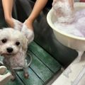 【トリマー】泡のシャンプーでワンちゃんをモコモコに♪／専門学校　ちば愛犬動物フラワー学園