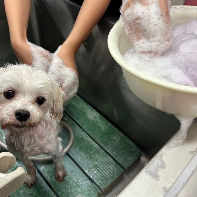 専門学校　ちば愛犬動物フラワー学園 【トリマー】泡のシャンプーでワンちゃんをモコモコに♪1