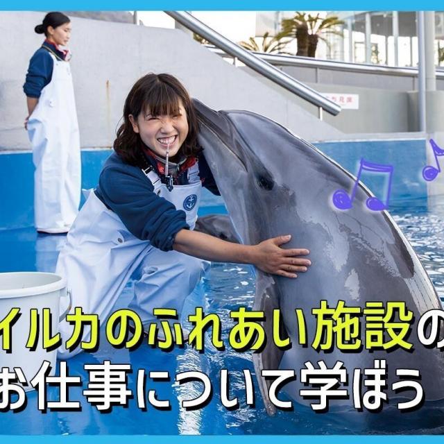 ＴＣＡ東京ＥＣＯ動物海洋専門学校 イルカのふれあい施設のお仕事について学ぼう1