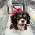 専門学校ビジョナリーアーツ 水の中で歩く！ワンコのリハビリ体験