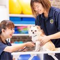 専門学校ビジョナリーアーツ 動物看護学科説明会 & お仕事体験