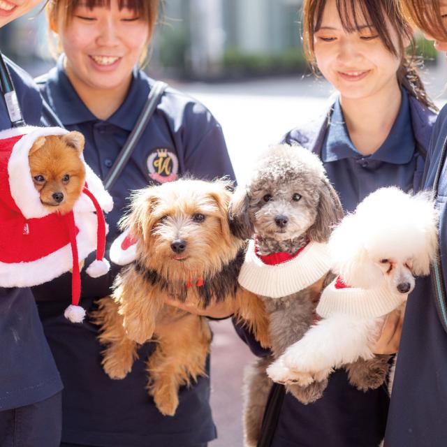 専門学校　福岡ビジョナリーアーツ 【ペット】クリスマスの街並みをワンコとお散歩1