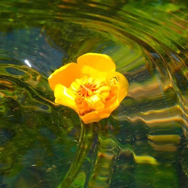 東京環境工科専門学校 『水の中で生活する植物たち』体験授業を同時開催！4