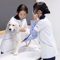 北海道どうぶつ・医療専門学校 【愛玩動物看護学科】わんこの心音検査