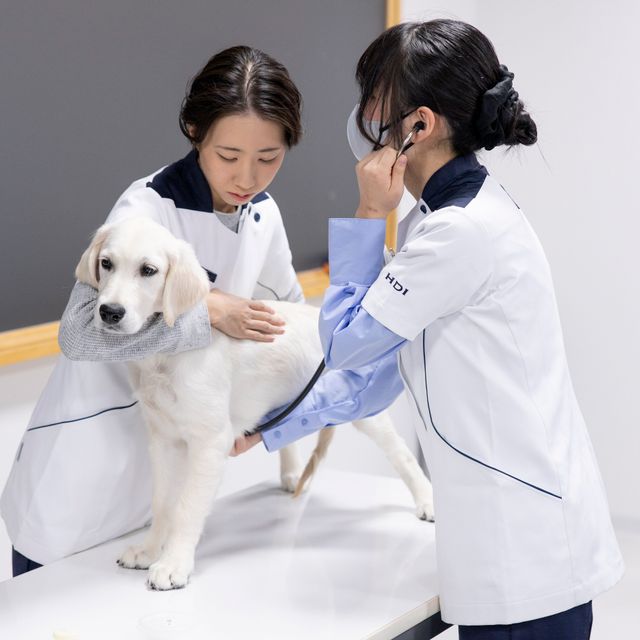 北海道どうぶつ・医療専門学校 【愛玩動物看護学科】わんこの心音検査1