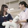 東京愛犬専門学校 愛犬総合学科　犬に関するスペシャリストになれる学校の体験入学