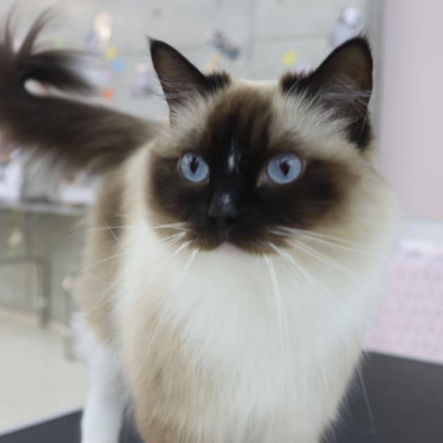 専門学校　ちば愛犬動物フラワー学園 【キャットプロ】ネコちゃんの毛色クイズ♪1