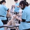 ＹＩＣ京都ペット総合専門学校 実況解説付き！在校生によるカットを見てみよう！